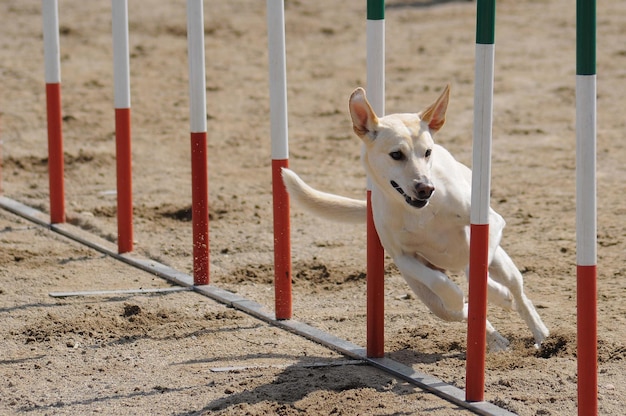 外にいる犬