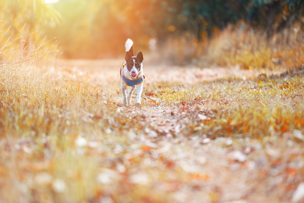 公園の背景で秋の木の森で日没で黄色の草フィールドを実行している外の犬-屋外のペットの犬は庭の夏に散歩します