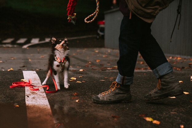 Photo dog owner playing with dog in a park