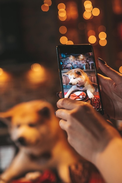 Dog owner taking photo on phone of happy pet breed akita inu
with bow tie at xmas decorated lodge