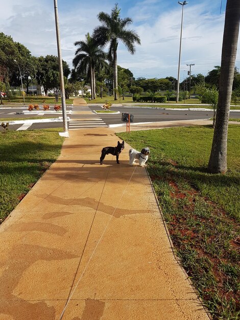 パームの木の上の犬