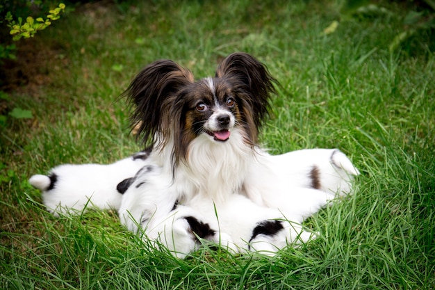 Razze di cani papillon nutrire i cuccioli seduti sull'erba in giardino