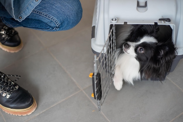 Dog papillon in a cage for safe transport