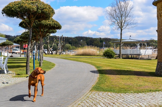 公園にいる犬