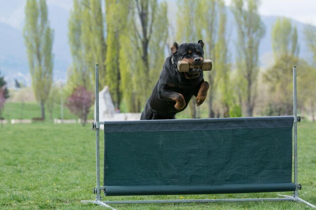 公園にいる犬