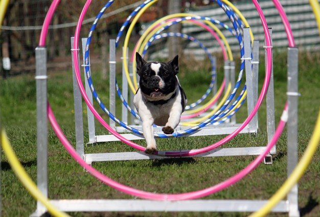 Photo dog in park