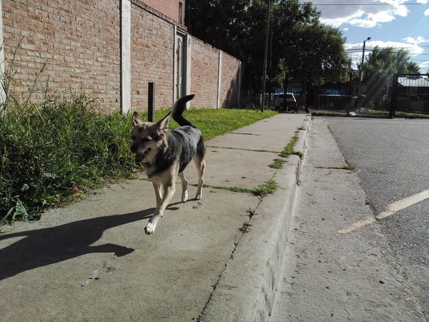 Foto cane al parco