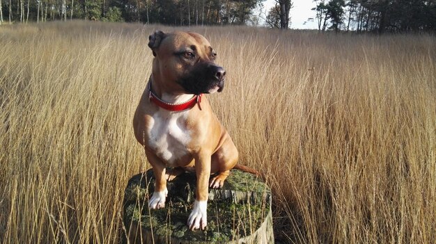 Foto cane nel parco