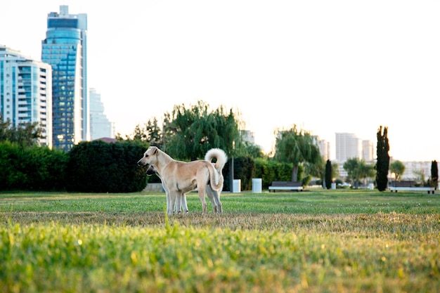 dog in the park