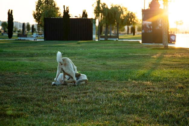 dog in the park