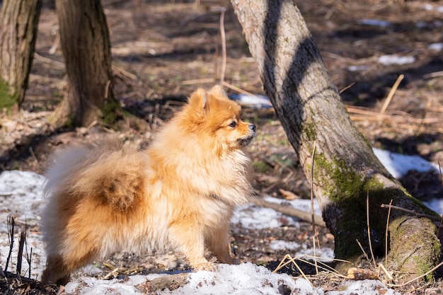 Собака в парке