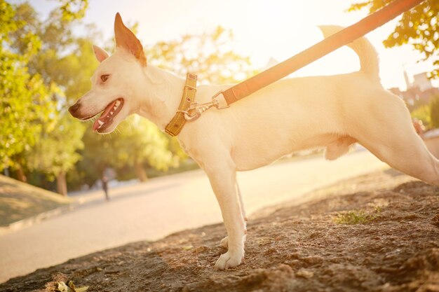 Dog parson russell terrier breed is playing in green park with his owner summer time or beginning of