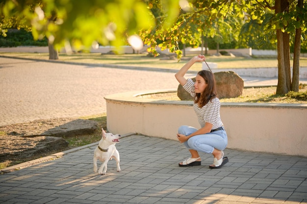 Dog parson russell terrier breed is playing in green park with his owner summer time or beginning of