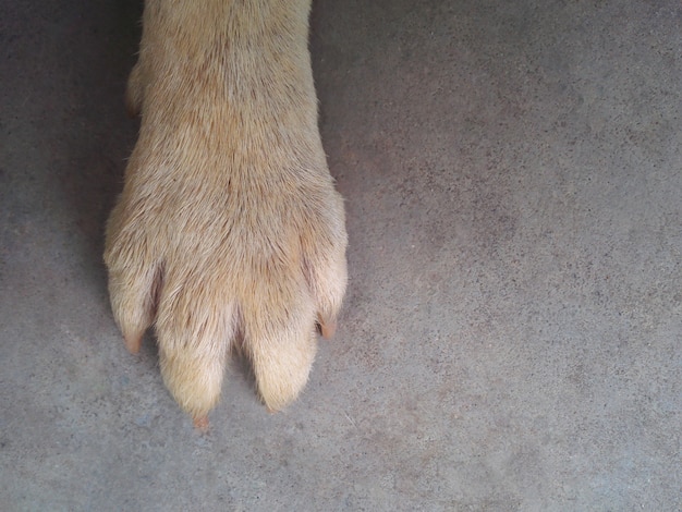 Dog paw feet