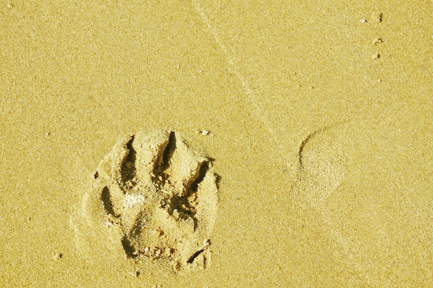 Dog paw footprint in the sand