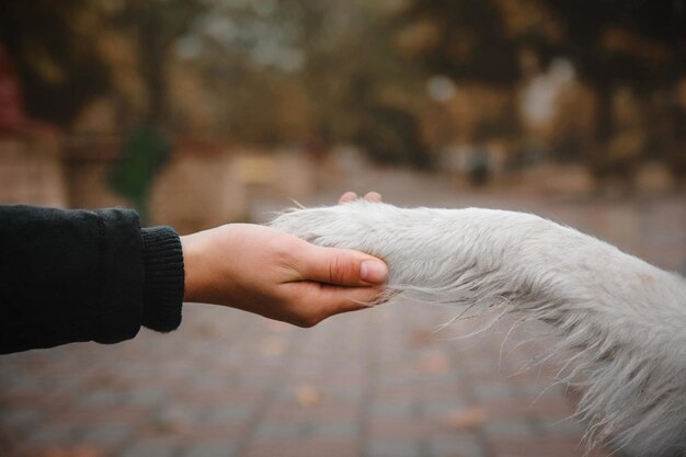 Dog Paw And Human Hand Are Doing Handshake