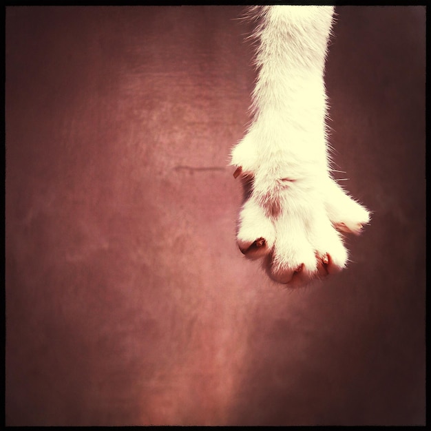 写真 赤い背景の犬の足