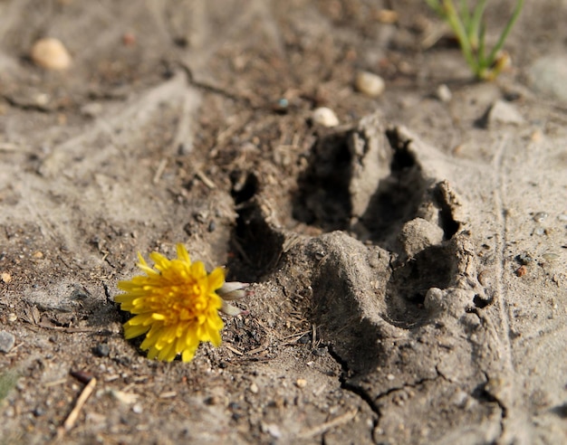 A dog paw print in the dirt with a yellow flower in the foreground.