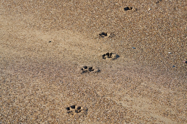 Dog paw on the sand