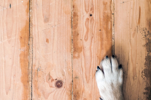 Zampa di cane sul pavimento di legno