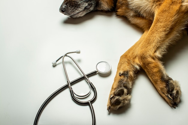 Фото Собачьи лапы и стетоскоп врача