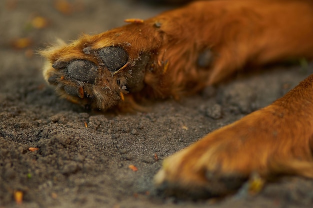 犬の足が足を閉じる