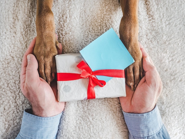 Dog paws male hands and gift box