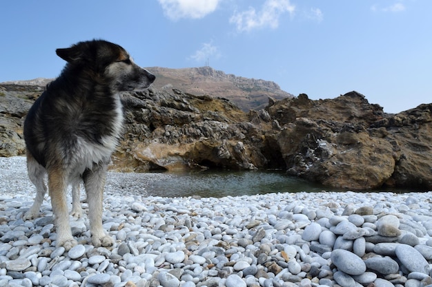 Foto cane sulla spiaggia di ciottoli contro il cielo