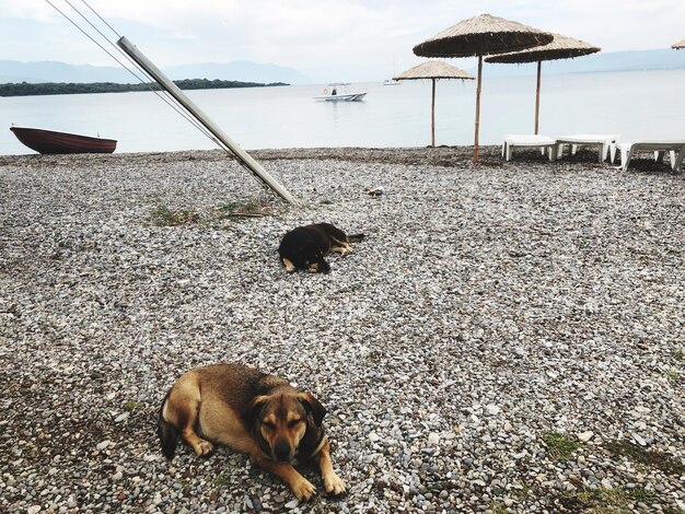 Foto cane su una spiaggia di ciottoli in grecia