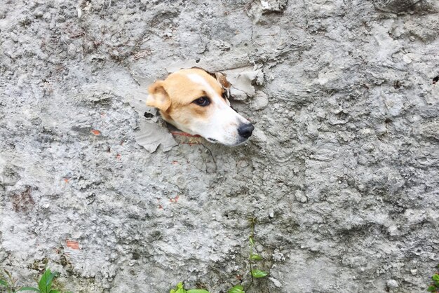 Photo dog peeking through wall