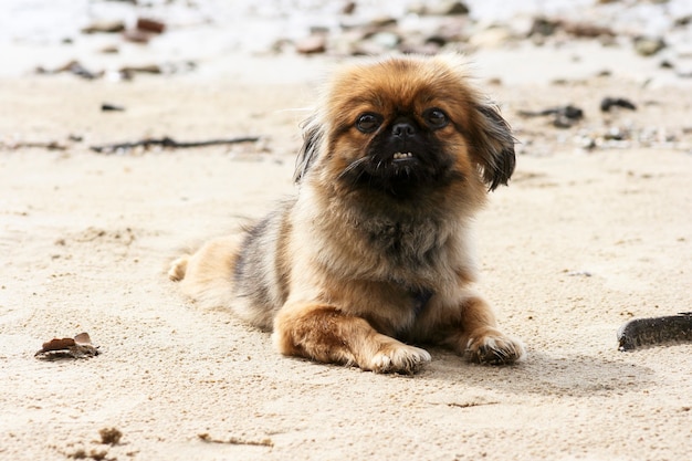 Dog Pekinese has a rest on sand