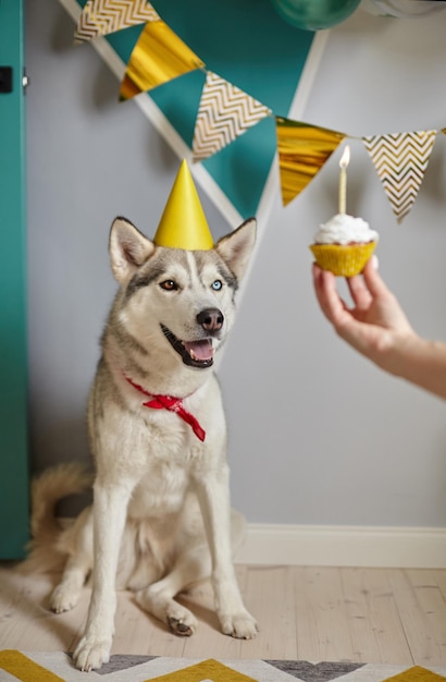 Dog pet birthday hand holding birthday cupcake with candle