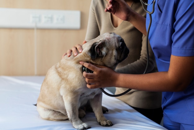 Dog at pet hospital