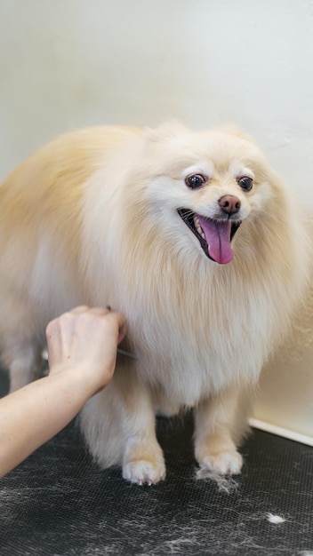 ペット サロンの犬のトリマーが爪をトリミングし、毛髪をとかし、散髪を乾燥させる動物の世話をするウー