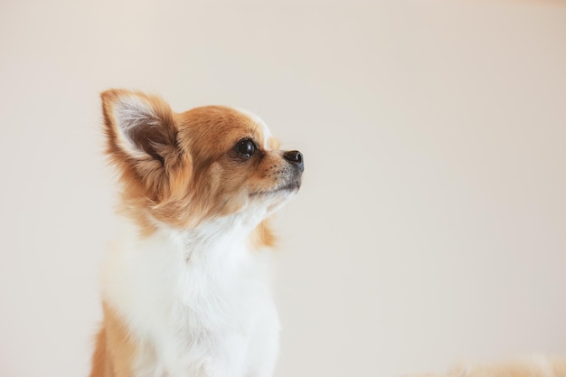 Dog in pet shop with gray background