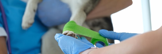 Dog pet in vet veterinarian put bandage on dogs paw after injury ache paw