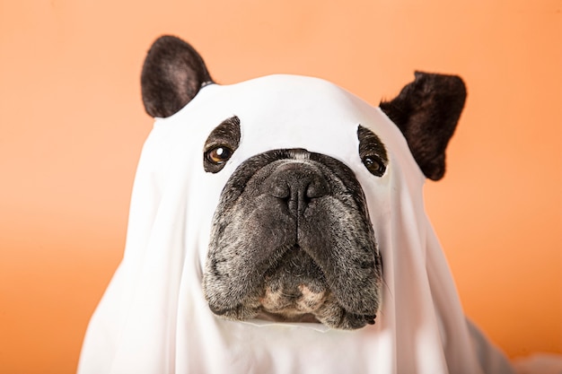 Dog photo shoot for halloween