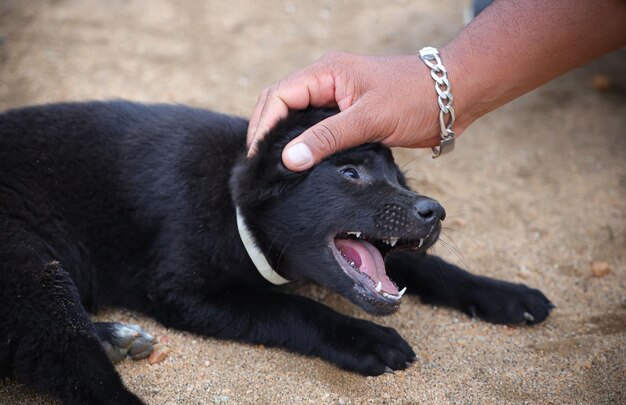 写真 犬の写真撮影