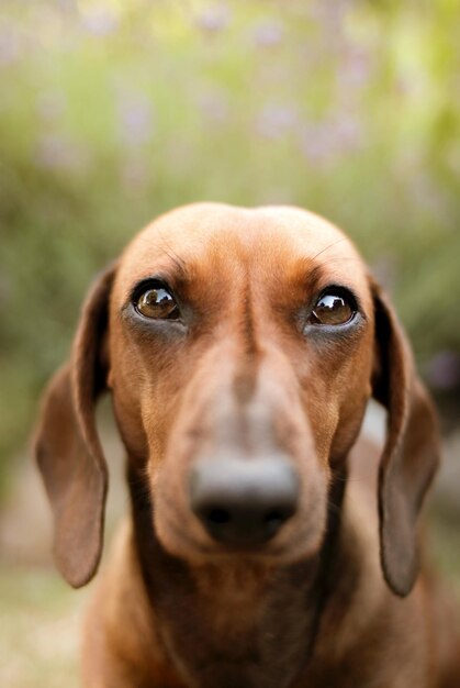 Foto immagine di cane