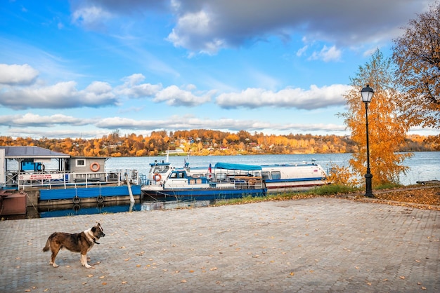 Photo dog on the pier pleasure boat on the banks of the volga in the city of plyos in the autumn sunny day