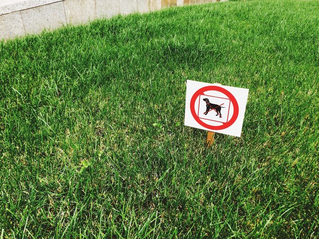 Foto segno di posto per il cane sul campo di erba verde