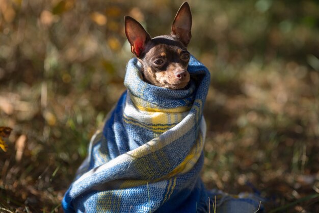 Dog under a plaid. Pet warms under a blanket