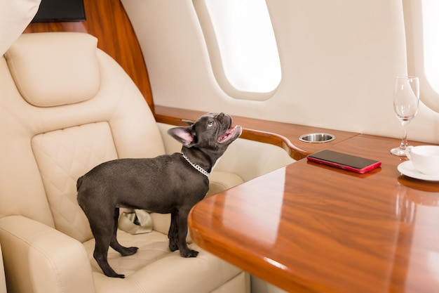 飛行機で犬。ボード上のフレンチ ブルドッグ、セレクティブ フォーカス。犬の輸送