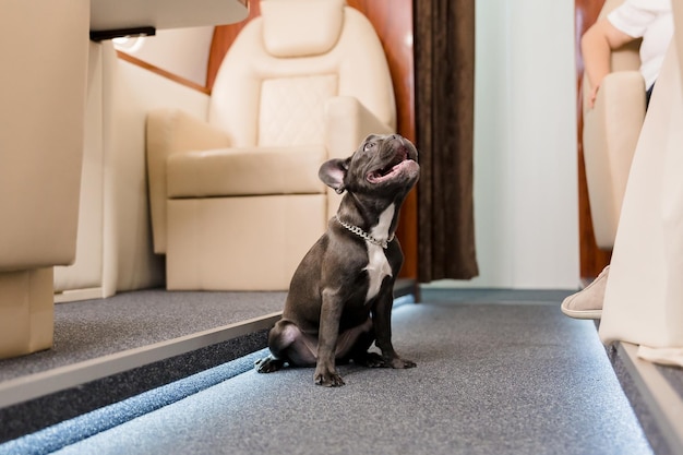 Dog at the plane. french bulldog on a board, selective focus.\
dog transportation