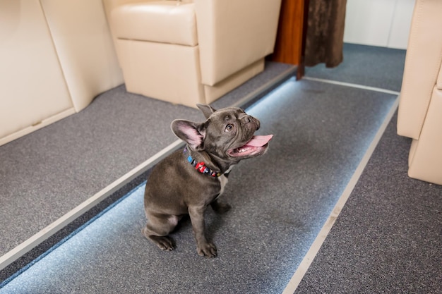 Dog at the plane. french bulldog on a board, selective focus.\
dog transportation