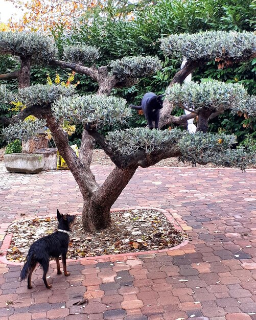 Dog on plants against trees