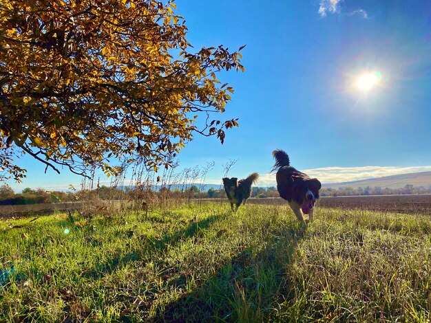 Foto data di gioco del cane in natura