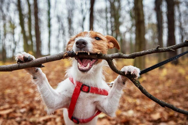 Foto il cane gioca con un ramo nella foresta autunnale