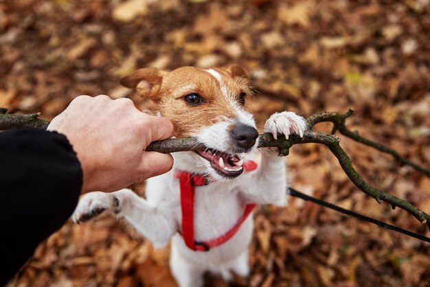 Dog play with a branch in autumn forest