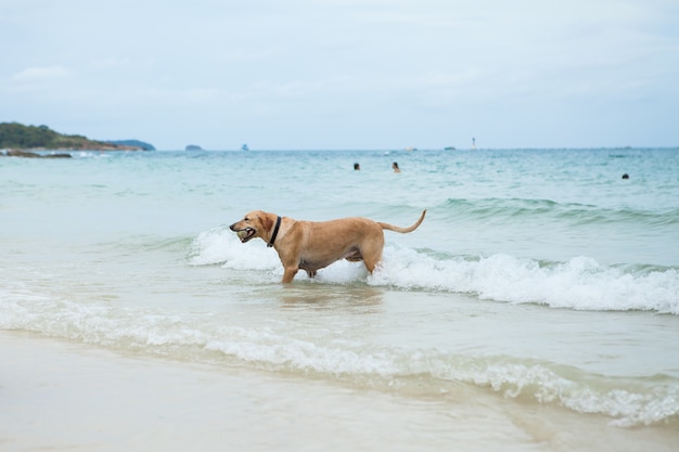 Dog playing ball on the beach